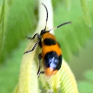 Chrysomelidae sp. (family) at Surf Beach, NSW - 25 Jan 2024 08:33 AM