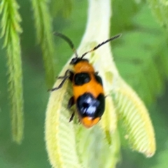 Chrysomelidae sp. (family) at Surf Beach, NSW - 25 Jan 2024 08:33 AM