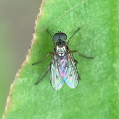 Unidentified Long-legged Fly (Dolichopodidae) at Surf Beach, NSW - 24 Jan 2024 by Hejor1