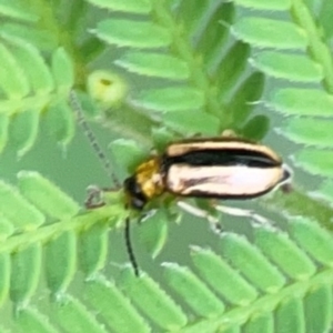 Monolepta froggatti at Surf Beach, NSW - 25 Jan 2024