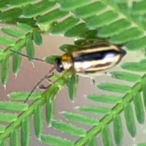 Monolepta froggatti at Surf Beach, NSW - 25 Jan 2024