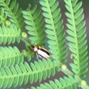 Monolepta froggatti at Surf Beach, NSW - 25 Jan 2024