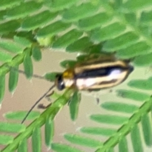 Monolepta froggatti at Surf Beach, NSW - 25 Jan 2024 08:37 AM