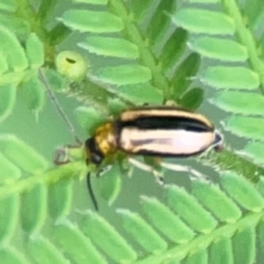 Monolepta froggatti at Surf Beach, NSW - 25 Jan 2024