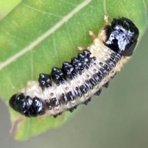 Paropsis atomaria at Surf Beach, NSW - 25 Jan 2024