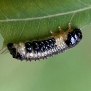 Paropsis atomaria at Surf Beach, NSW - 25 Jan 2024