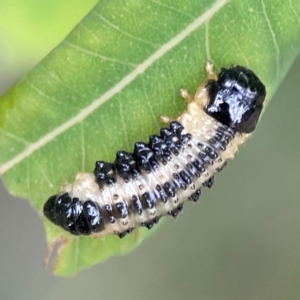 Paropsis atomaria at Surf Beach, NSW - 25 Jan 2024