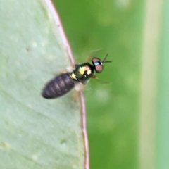 Unidentified Other true fly at Surf Beach, NSW - 24 Jan 2024 by Hejor1