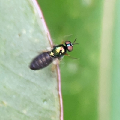 Australoactina sp. (genus) at Surf Beach, NSW - 25 Jan 2024 by Hejor1