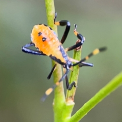 Amorbus alternatus (Eucalyptus Tip Bug) at Surf Beach, NSW - 25 Jan 2024 by Hejor1