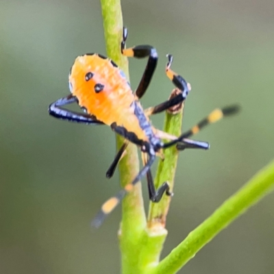 Amorbus alternatus (Eucalyptus Tip Bug) at Surf Beach, NSW - 25 Jan 2024 by Hejor1