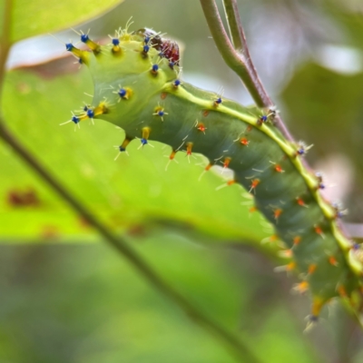 Opodiphthera eucalypti (Emperor Gum Moth) at Surf Beach, NSW - 25 Jan 2024 by Hejor1