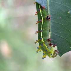 Opodiphthera eucalypti at Surf Beach, NSW - 25 Jan 2024 08:49 AM