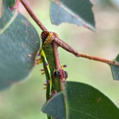 Opodiphthera eucalypti at Surf Beach, NSW - 25 Jan 2024