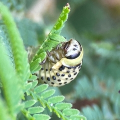 Dicranosterna immaculata (Acacia leaf beetle) at Surf Beach, NSW - 25 Jan 2024 by Hejor1