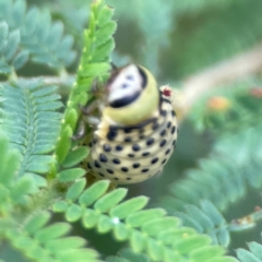 Dicranosterna immaculata at Surf Beach, NSW - 25 Jan 2024