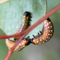Paropsini sp. (tribe) (Unidentified paropsine leaf beetle) at Surf Beach, NSW - 24 Jan 2024 by Hejor1