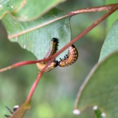 Paropsini sp. (tribe) at Surf Beach, NSW - 25 Jan 2024 08:53 AM