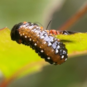 Paropsini sp. (tribe) at Surf Beach, NSW - 25 Jan 2024