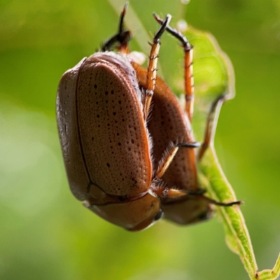 Unidentified Scarab beetle (Scarabaeidae) at Surf Beach, NSW - 24 Jan 2024 by Hejor1