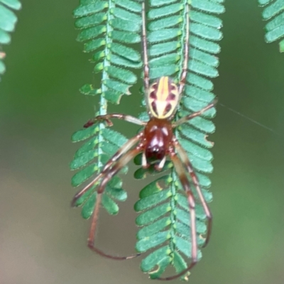 Phonognatha graeffei (Leaf Curling Spider) at Surf Beach, NSW - 25 Jan 2024 by Hejor1