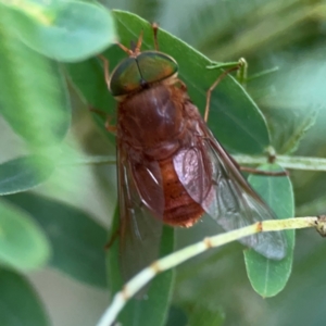 Tabanidae (family) at Surf Beach, NSW - 25 Jan 2024 08:56 AM