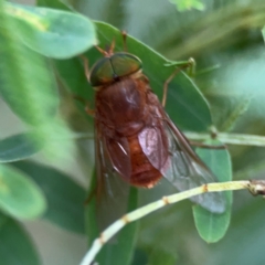 Tabanidae (family) at Surf Beach, NSW - 25 Jan 2024 08:56 AM