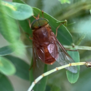 Tabanidae (family) at Surf Beach, NSW - 25 Jan 2024 08:56 AM