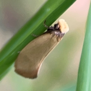 Edosa idiochroa at Surf Beach, NSW - 25 Jan 2024 09:00 AM