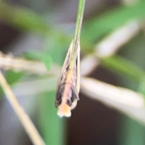 Edosa idiochroa at Surf Beach, NSW - 25 Jan 2024 09:00 AM