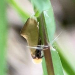 Edosa idiochroa at Surf Beach, NSW - 25 Jan 2024 09:00 AM