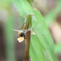 Edosa idiochroa at Surf Beach, NSW - 25 Jan 2024