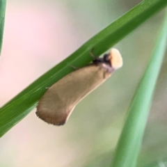 Edosa idiochroa at Surf Beach, NSW - 25 Jan 2024