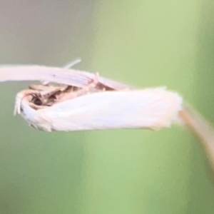 Scieropepla polyxesta at Surf Beach, NSW - 25 Jan 2024 09:01 AM