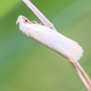 Scieropepla polyxesta at Surf Beach, NSW - 25 Jan 2024