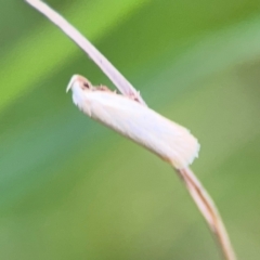Scieropepla polyxesta at Surf Beach, NSW - 25 Jan 2024 09:01 AM