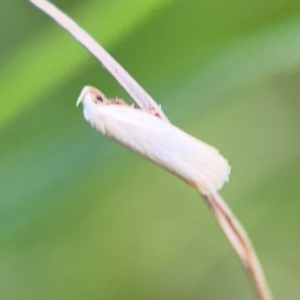 Scieropepla polyxesta at Surf Beach, NSW - 25 Jan 2024