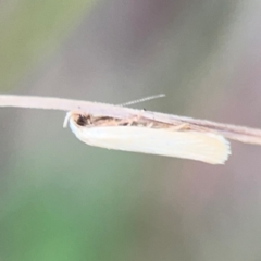 Scieropepla polyxesta at Surf Beach, NSW - 25 Jan 2024 09:01 AM
