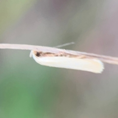 Scieropepla polyxesta at Surf Beach, NSW - 25 Jan 2024 09:01 AM