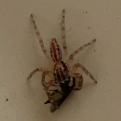 Helpis minitabunda (Threatening jumping spider) at Surf Beach, NSW - 25 Jan 2024 by Hejor1