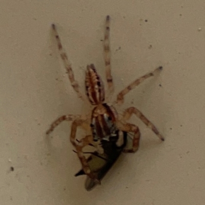 Helpis minitabunda (Threatening jumping spider) at Surf Beach, NSW - 25 Jan 2024 by Hejor1