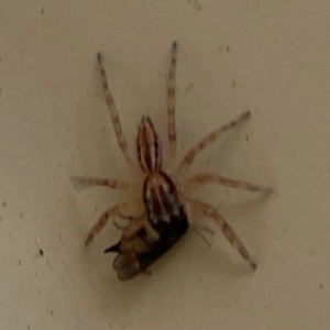 Helpis minitabunda at Surf Beach, NSW - 25 Jan 2024 09:02 AM