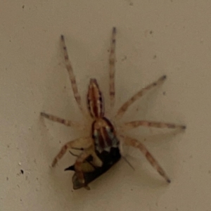 Helpis minitabunda at Surf Beach, NSW - 25 Jan 2024 09:02 AM
