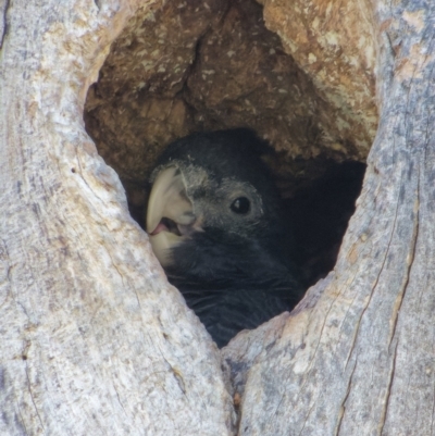 Callocephalon fimbriatum (Gang-gang Cockatoo) at GG217 - 21 Jan 2024 by RobertD