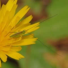 Conocephalus semivittatus (Meadow katydid) at Fadden Pines (FAD) - 24 Jan 2024 by KumikoCallaway