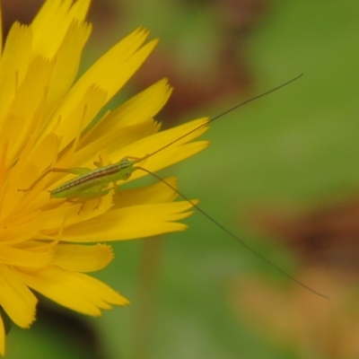 Conocephalus semivittatus (Meadow katydid) at Fadden Pines (FAD) - 25 Jan 2024 by KumikoCallaway