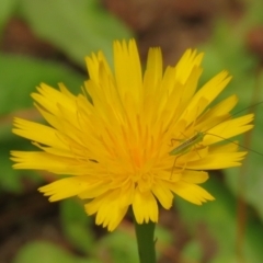 Conocephalus semivittatus at Fadden Pines (FAD) - 25 Jan 2024