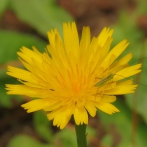 Conocephalus semivittatus at Fadden Pines (FAD) - 25 Jan 2024