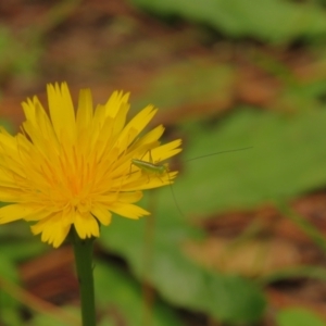 Conocephalus semivittatus at Fadden Pines (FAD) - 25 Jan 2024