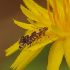 Glyphipterix chrysoplanetis (A Sedge Moth) at Fadden, ACT - 24 Jan 2024 by KumikoCallaway